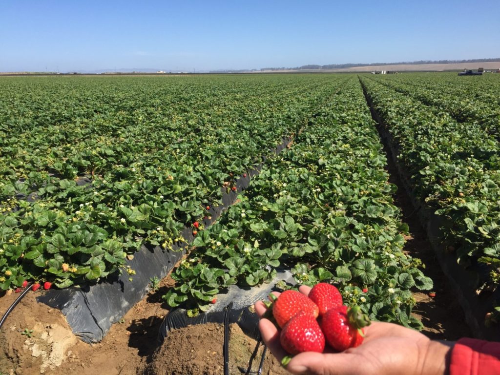 Fertilization for cash crops and fruit trees